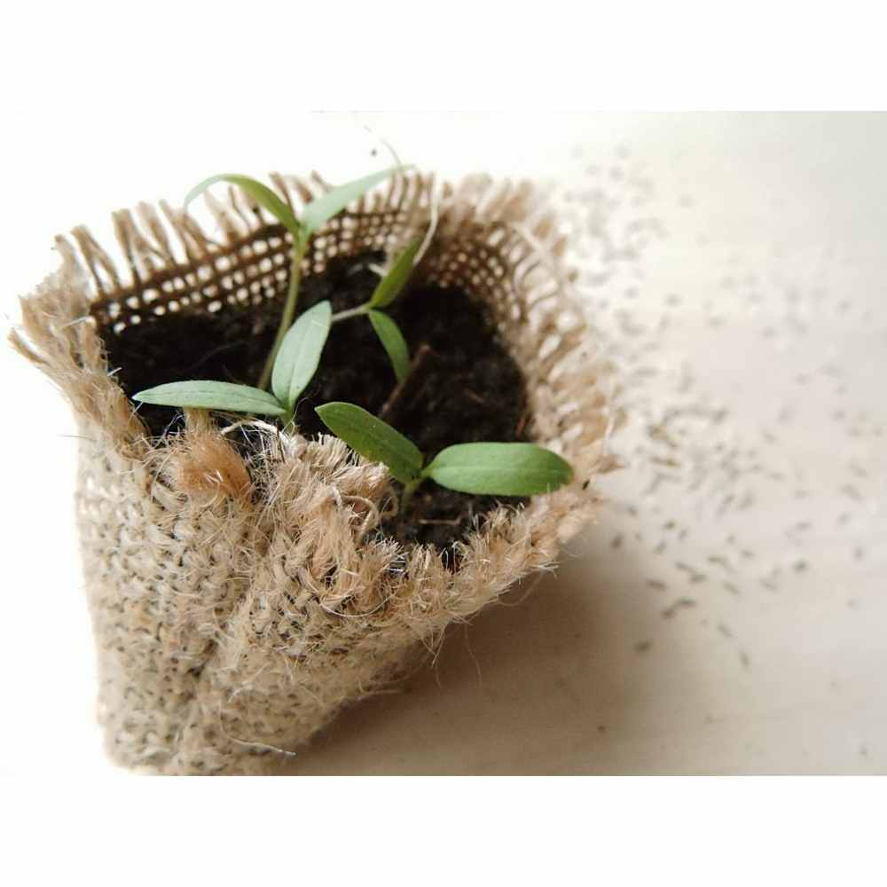 duschgel ohne plastik vegan golconda