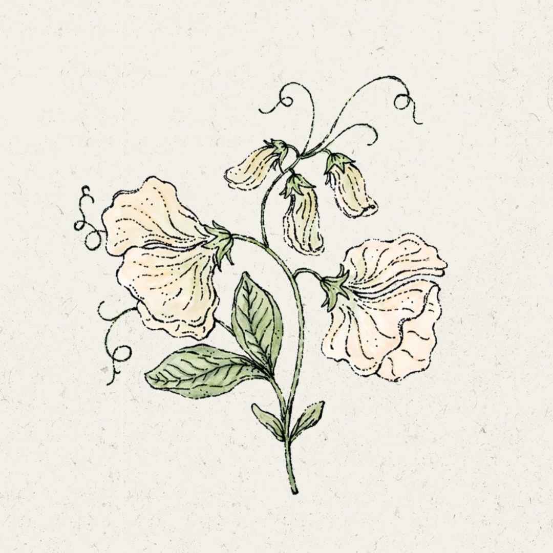 nachhaltige-geschenke-jora-dahl-blumensamen